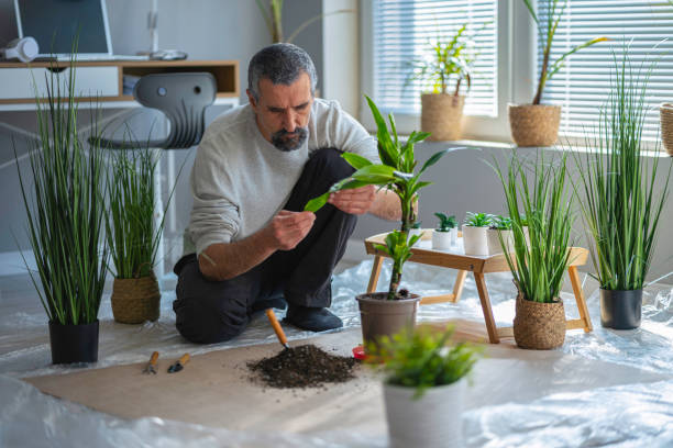 istock Home gardening. Man repotting his houseplants. 1736115313
