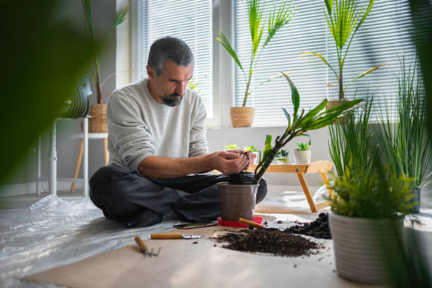 istock Home gardening. Man repotting his houseplants. 1736115320
