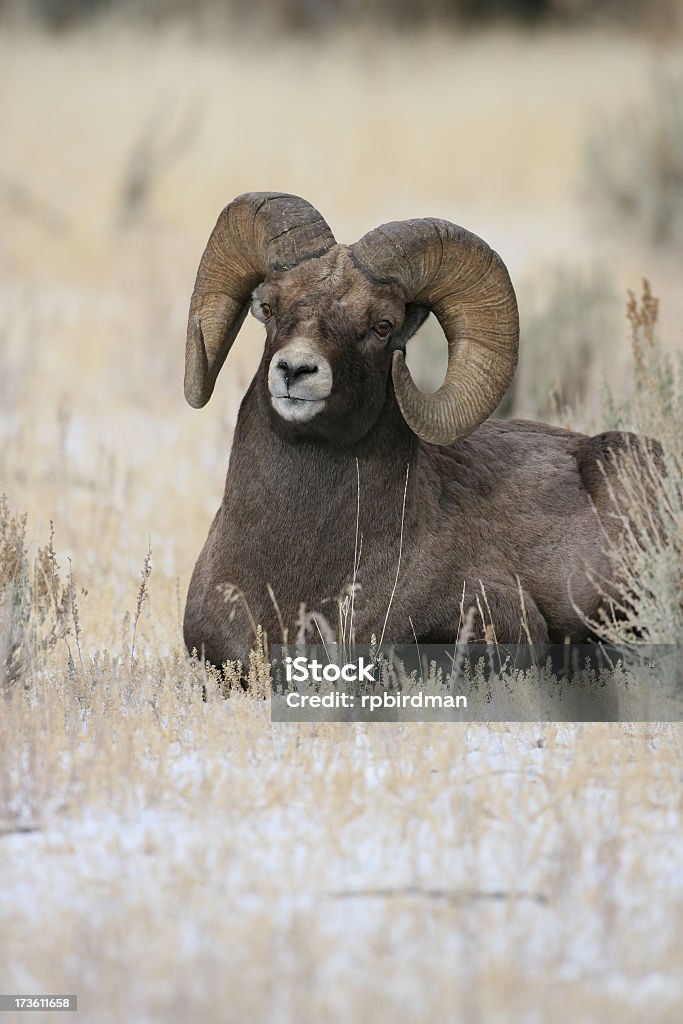 Bighorn Sheep - Lizenzfrei Berg Stock-Foto