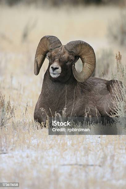 Bighorn Sheep Stockfoto und mehr Bilder von Berg - Berg, Dickhornschaf, Fotografie