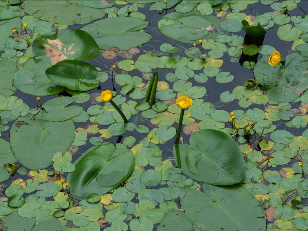 A pond covered in the floating leaves and beautiful yellow flowers of the native Yellow Water Lily (Nuphar lutea) in midsummer in Oxfordshire
