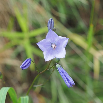 A single, open blue flower of the Common Harebell (Campanula rotundifolia) growing in a woodland in central Scotland