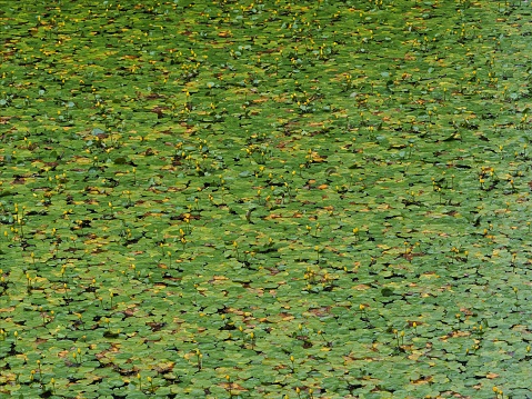 A pond covered in the floating leaves and beautiful yellow flowers of the native Yellow Water Lily (Nuphar lutea) in midsummer in Oxfordshire