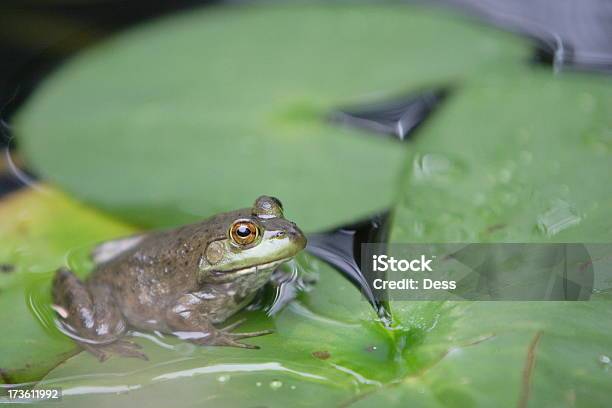 Frosch Und Lily Pads Stockfoto und mehr Bilder von Abwarten - Abwarten, Amphibie, Bach