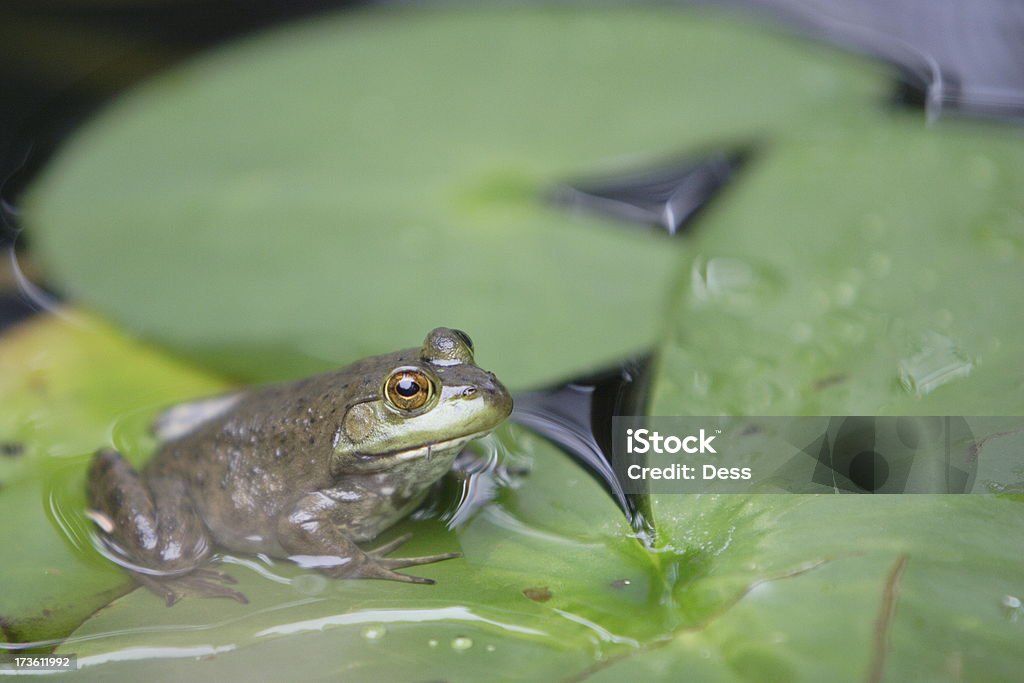 Lirio rana y almohadillas - Foto de stock de Agua libre de derechos