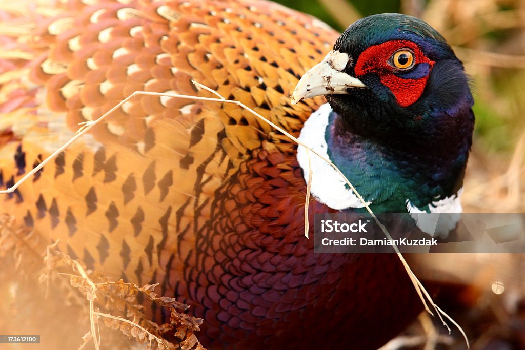 Faisão (Phasianus colchicus) - Royalty-free Animal Foto de stock