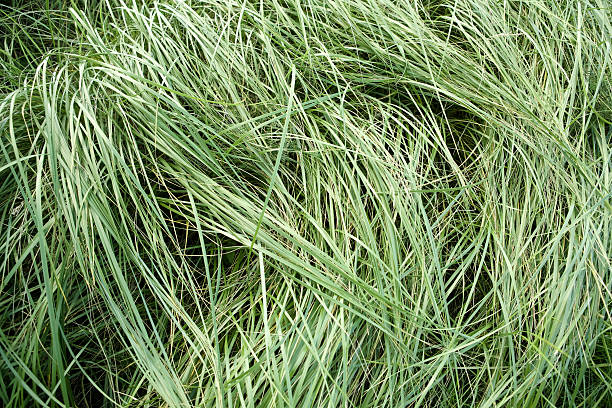 Long erba sfondo - foto stock