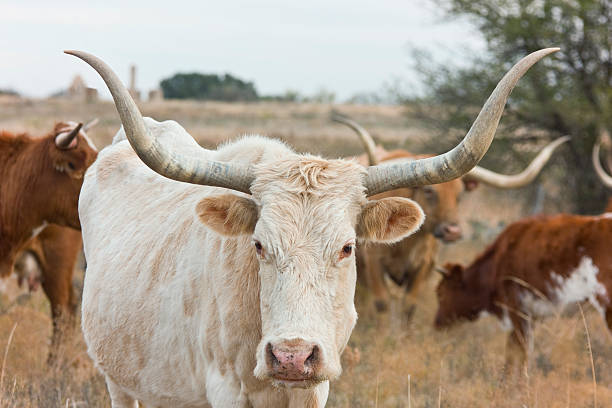 istock Texas Longhorn Bull 173612125
