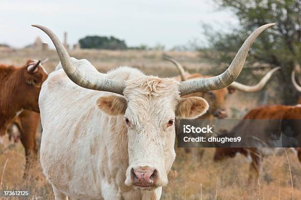 Touro Texas Longhorn Steer - Fotografias de stock e mais imagens de Gado - Mamífero ungulado - Gado - Mamífero ungulado, Pasto - Campo, Texas