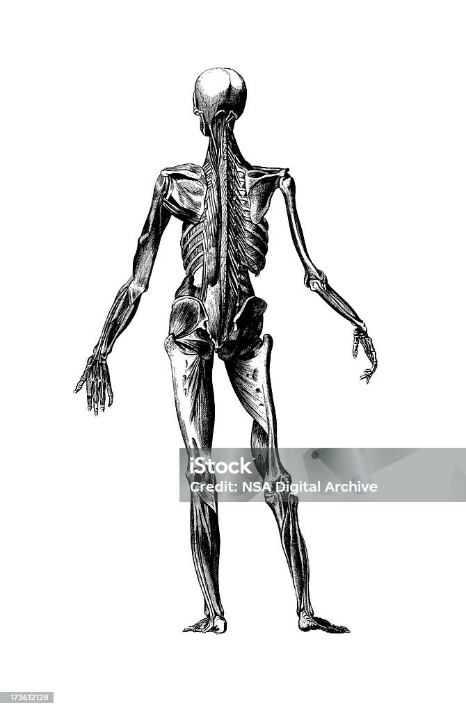Antique médical Squelette humain-Illustration - Illustration de Blanc libre de droits