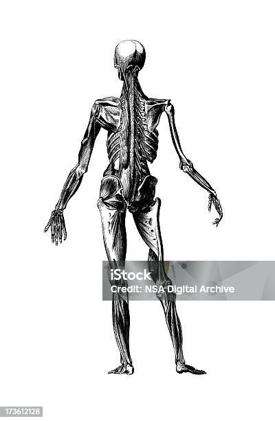 Antique Médical Squelette Humainillustration Vecteurs libres de droits et plus d'images vectorielles de Blanc - Blanc, Illustration, Anatomie