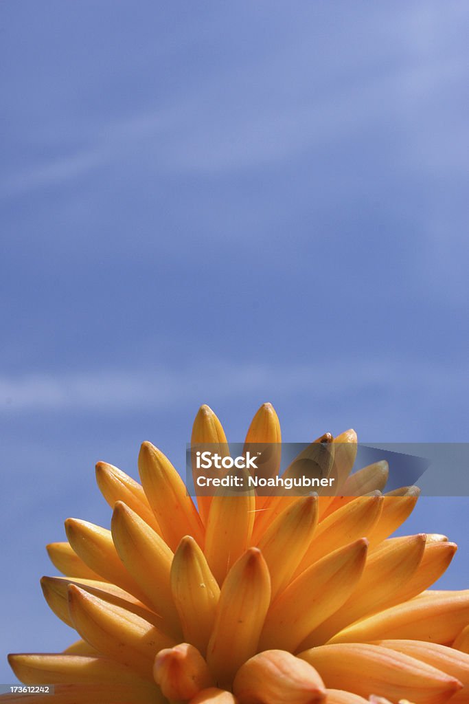 Monticule de fleur - Photo de Abstrait libre de droits