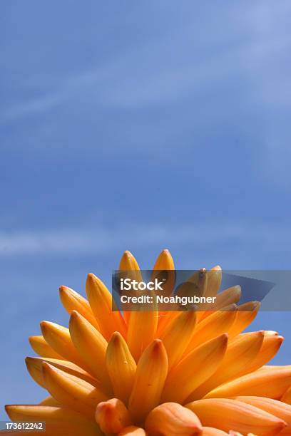 Foto de Monte De Flor e mais fotos de stock de Abstrato - Abstrato, Agave Lecheguilla, Amontoamento