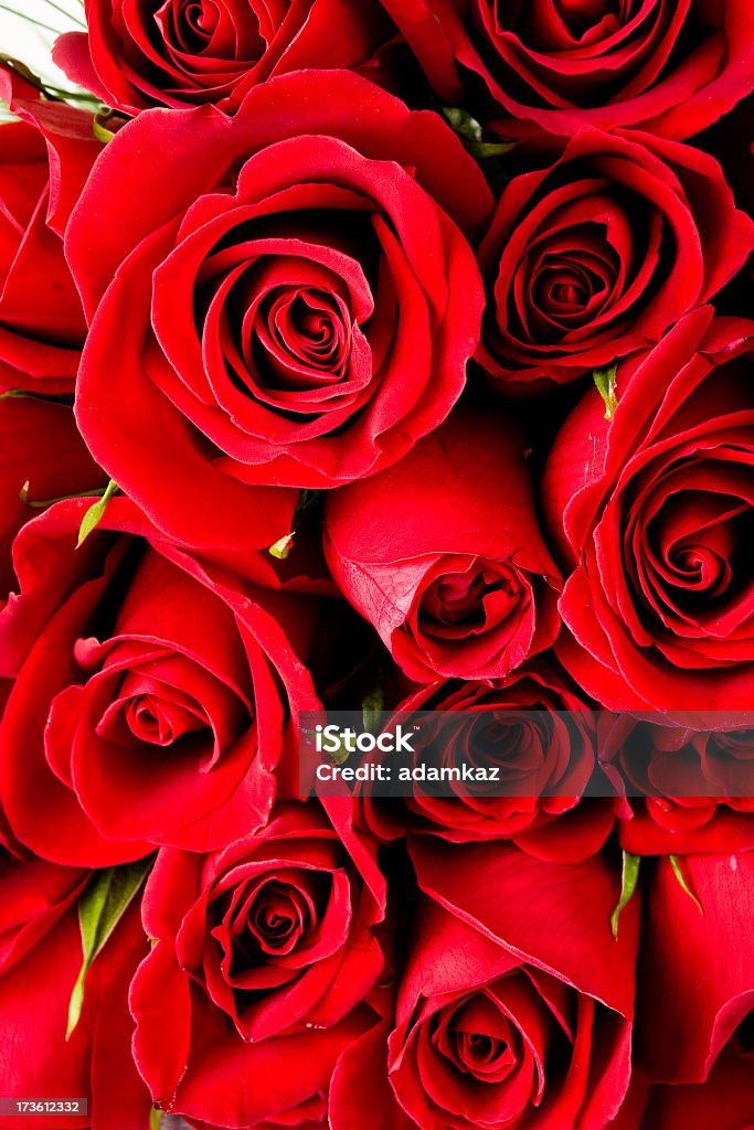 Red Roses Red roses together ALSO SEE... Anniversary Stock Photo