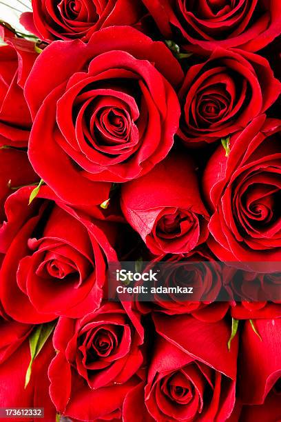 Red Roses Stock Photo - Download Image Now - Anniversary, Arrangement, Backgrounds