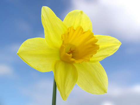 Yellow daffodil against a blue sky.
