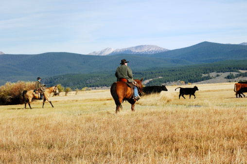 Two cowboys working cattle in the Rocky Mountains.