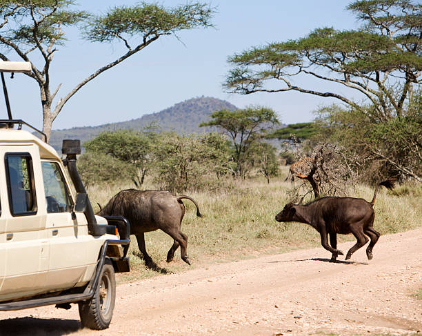 istock Buffalos crossing the road. 173612487