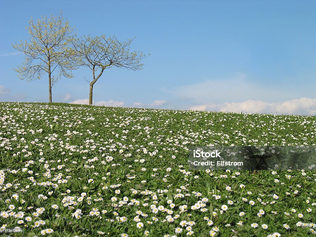 spring hillside "Spring hillside with two budding trees, green grass, daisies, and a blue sky with clouds. Deep depth of field." Agricultural Field Stock Photo