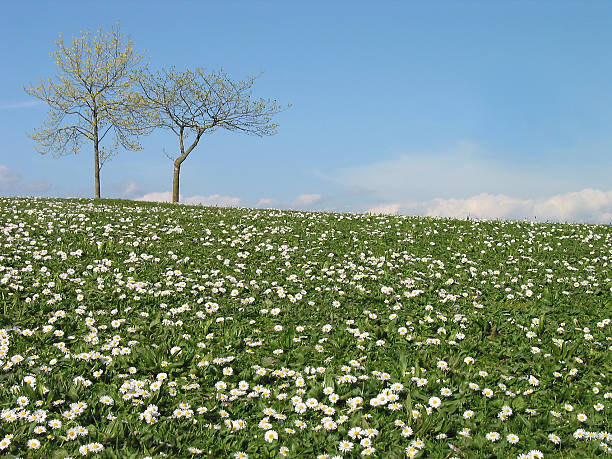 spring hillside stock photo