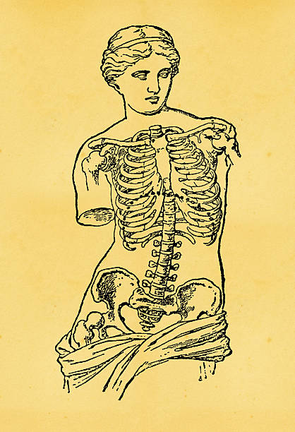 ilustraciones, imágenes clip art, dibujos animados e iconos de stock de esqueleto humano médica-antigua ilustración - aphrodite