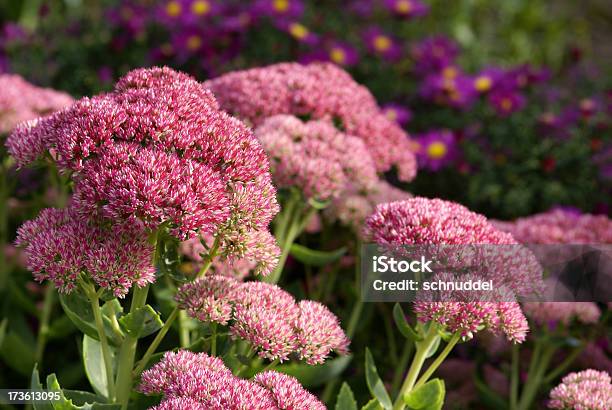 Stonecrop And Purple Asters Stock Photo - Download Image Now - Sedum - Plant, Plant, Aster