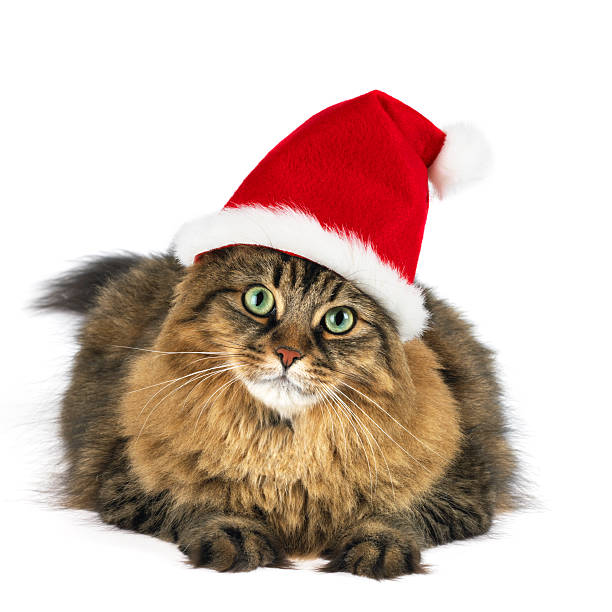 Maine Coon cat sitting on white background photographed with santa clause hat on it's head.