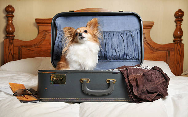 istock Traveling Companion 173613845