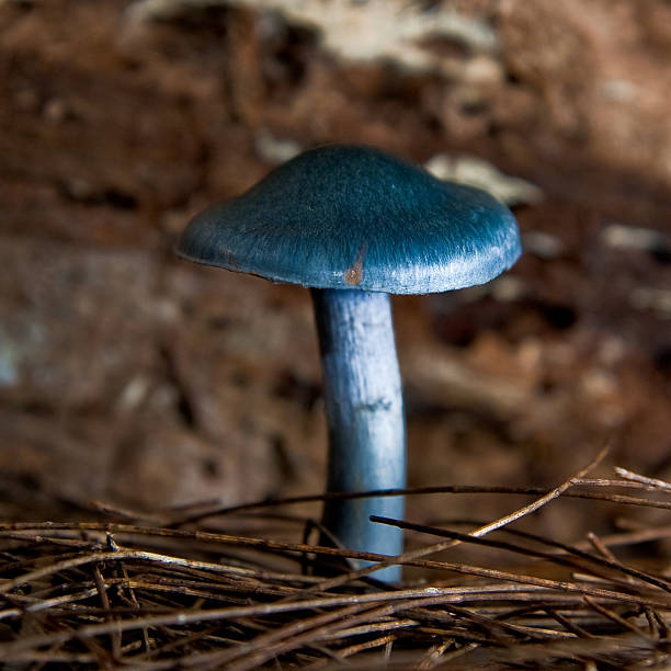 Wild mushroom close up stock photo