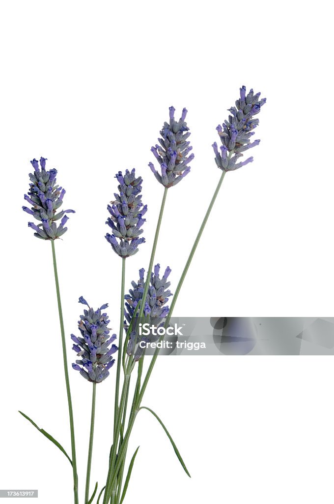 Lavendel Weiß - Lizenzfrei Blume Stock-Foto