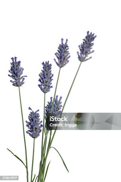 Lavendel Weiß Stockfoto und mehr Bilder von Blume - Blume, Fotografie, Freisteller – Neutraler Hintergrund