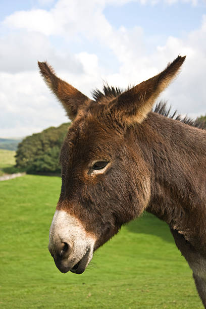 istock Portrait of a Brown Donkey 173614087