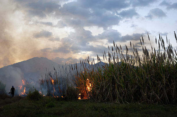 istock Central America Sugar Cane Field on Fire 173614146
