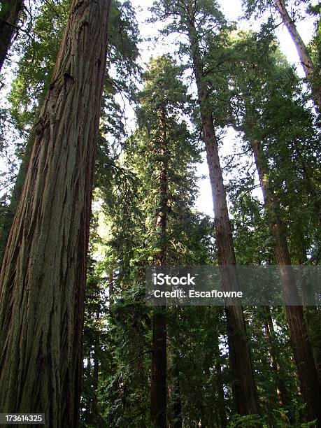 Photo libre de droit de Regarder Redwoods banque d'images et plus d'images libres de droit de Arbre - Arbre, Arbre à feuilles persistantes, Beauté de la nature