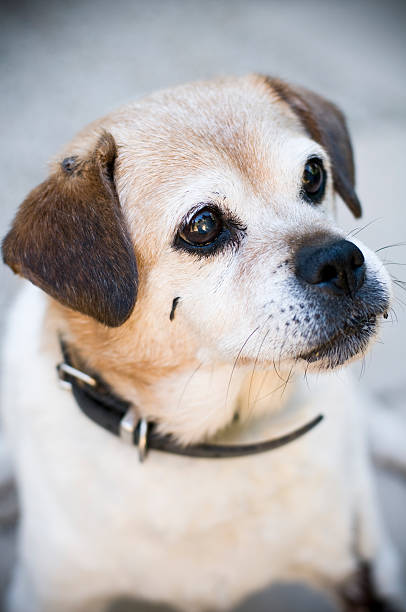 istock Dog old Beagle cross looking away from camera 173614362