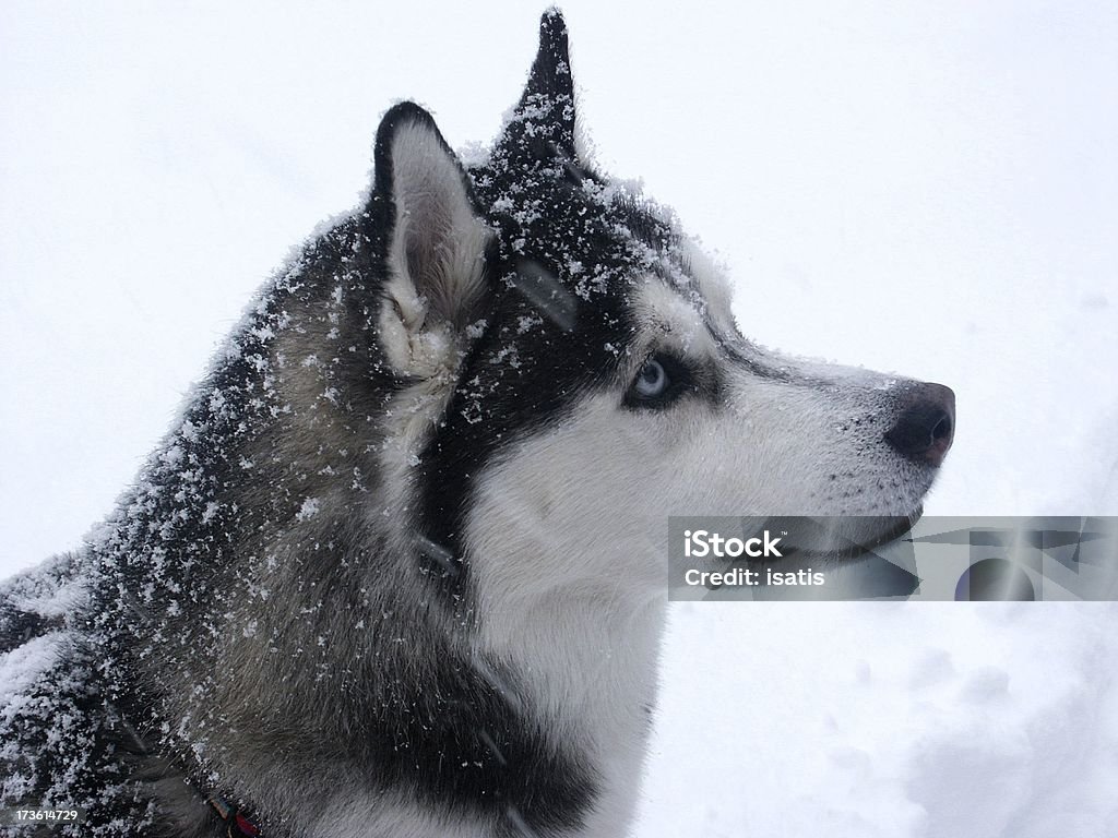 Cachorro na neve - Foto de stock de Husky royalty-free