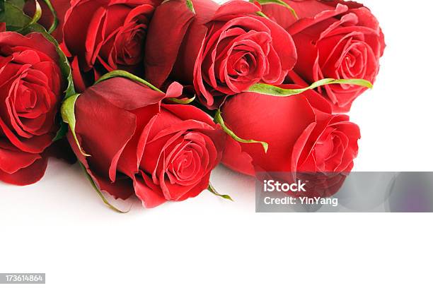 Photo libre de droit de Frontière De Rose Rouge banque d'images et plus d'images libres de droit de Bouquet de fleurs - Bouquet de fleurs, Bouquet formel, En botte ou en grappe