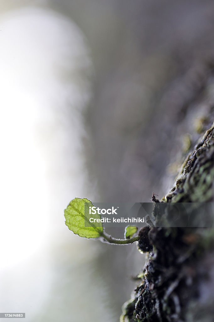 Hoja de bebé - Foto de stock de Agua libre de derechos