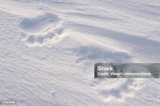 Polar Bear Tracks Stock Photo - Download Image Now - Animal, Arctic, Snow