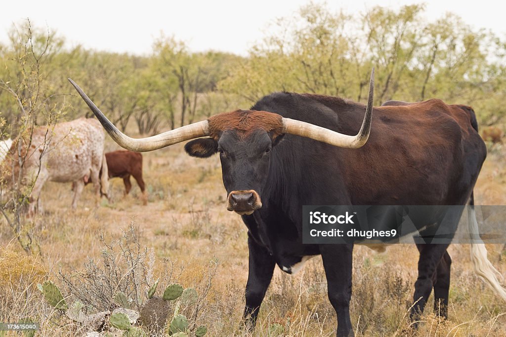 Texas Longhorn Bull - Foto stock royalty-free di Texas