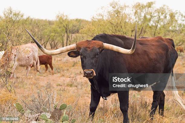 Texas Longhorn Bull - Fotografie stock e altre immagini di Texas - Texas, Vacca Texas Longhorn, Agricoltura