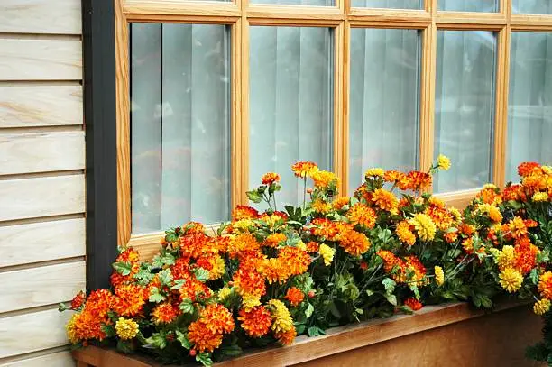A long window-box of orange and yellow marigolds against the backgrop of a house window.
