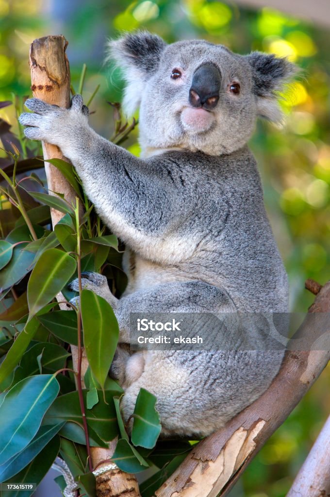 Koala regarder au spectators - Photo de Animaux en captivité libre de droits