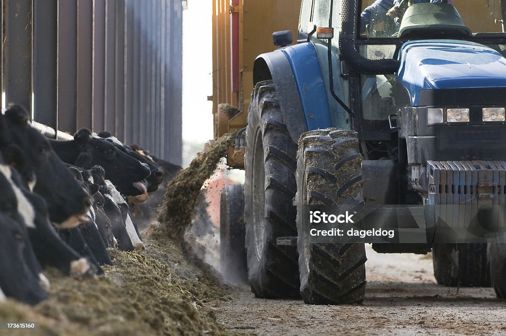 Fütterung Zeit - Lizenzfrei Traktor Stock-Foto