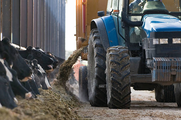 フィーディング時間 - tractor farm uk agriculture ストックフォトと画像
