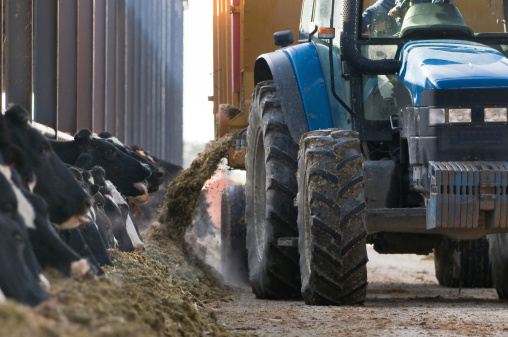 feeding time on the dairy farm in england