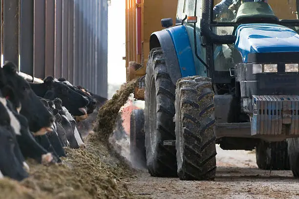 feeding time on the dairy farm in england