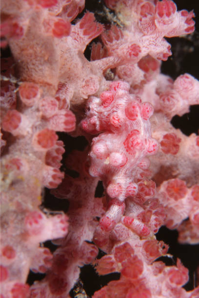 istock Shy Pygmy Seahorse 173615236