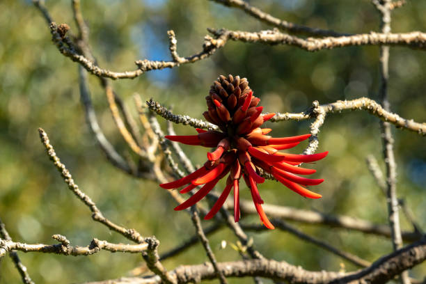 istock Bright red flowerhead against bare branches of a coral tree (erythrina) 1736153066