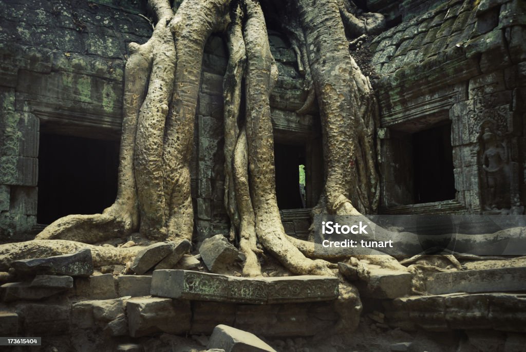 Antica Angkor - Foto stock royalty-free di Albero